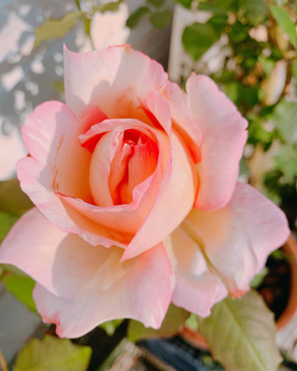 REIð¹âš on LIPS ãããã°ãã¯(*àž
ÌËàž
Ì*)â¡REIã§ã«٩(*ÂŽê³`*)۶»..ãïŒ2æç®ïŒ