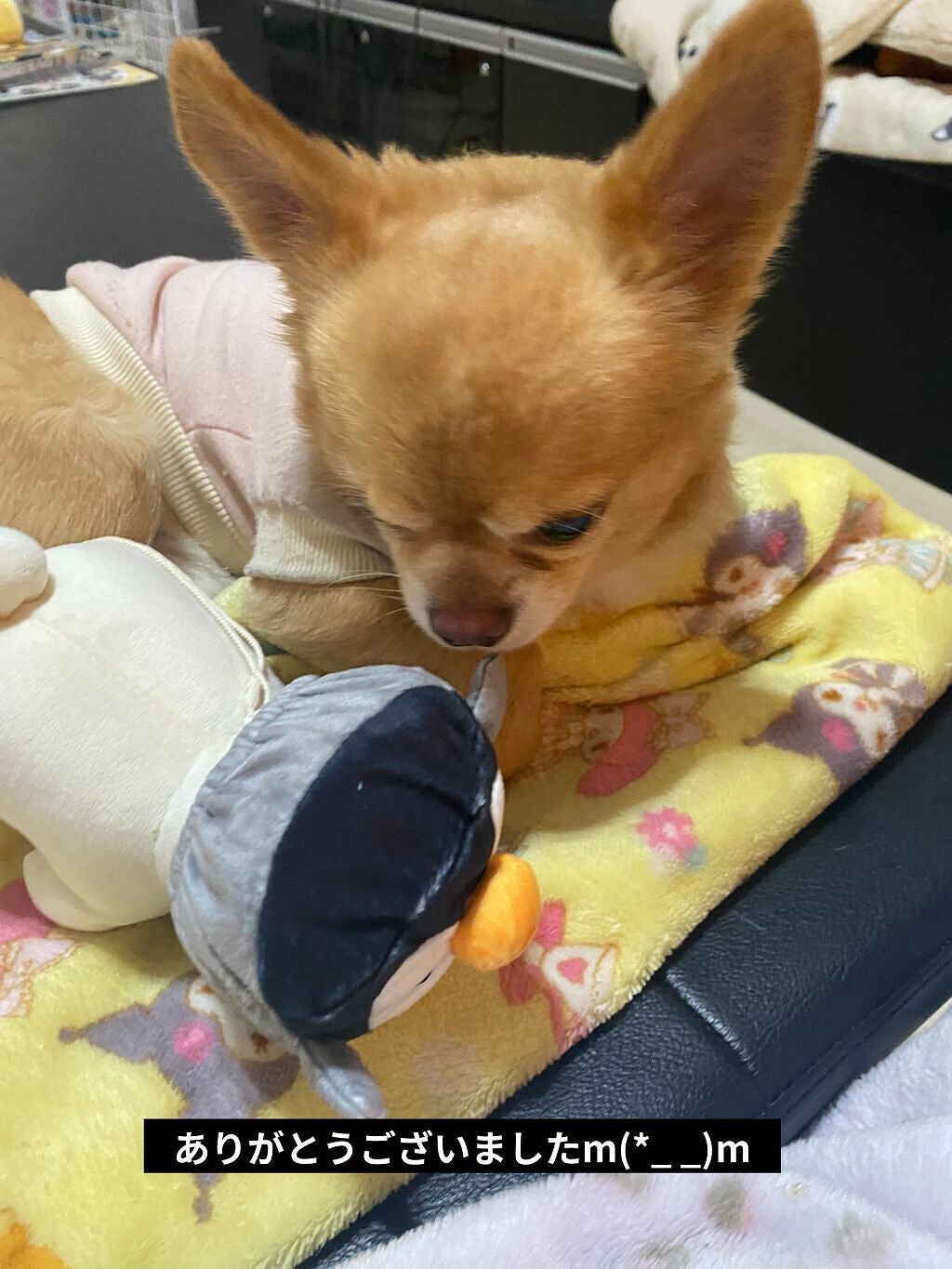 シャリテローズ バスペタル/ペタルシャリテ/入浴剤を使ったクチコミ(10枚目)