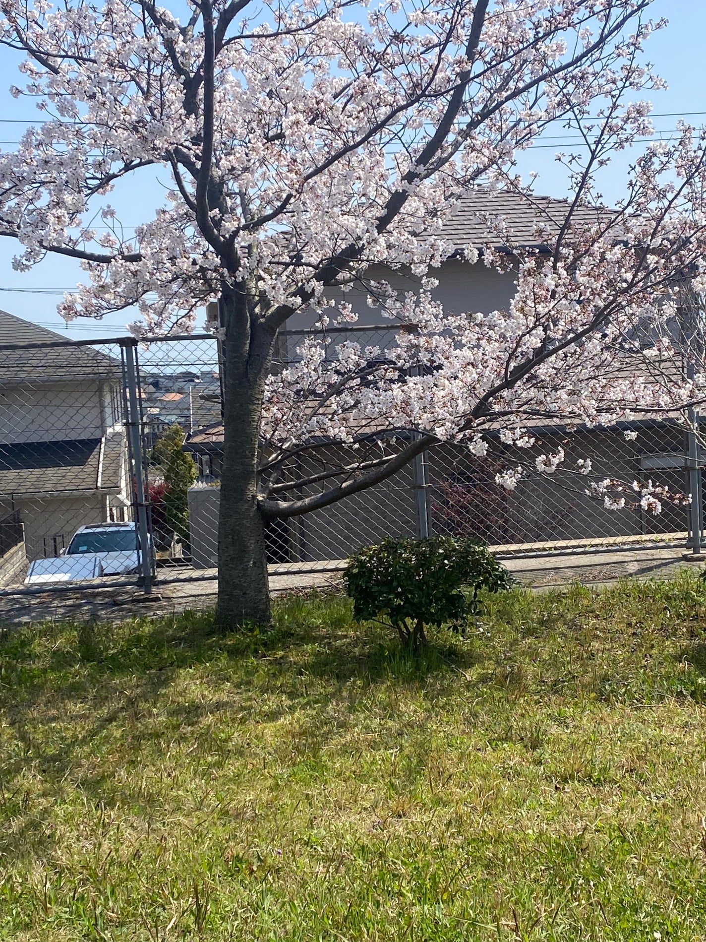 pa ネイルカラー/pa nail collective/マニキュアを使ったクチコミ(9枚目)