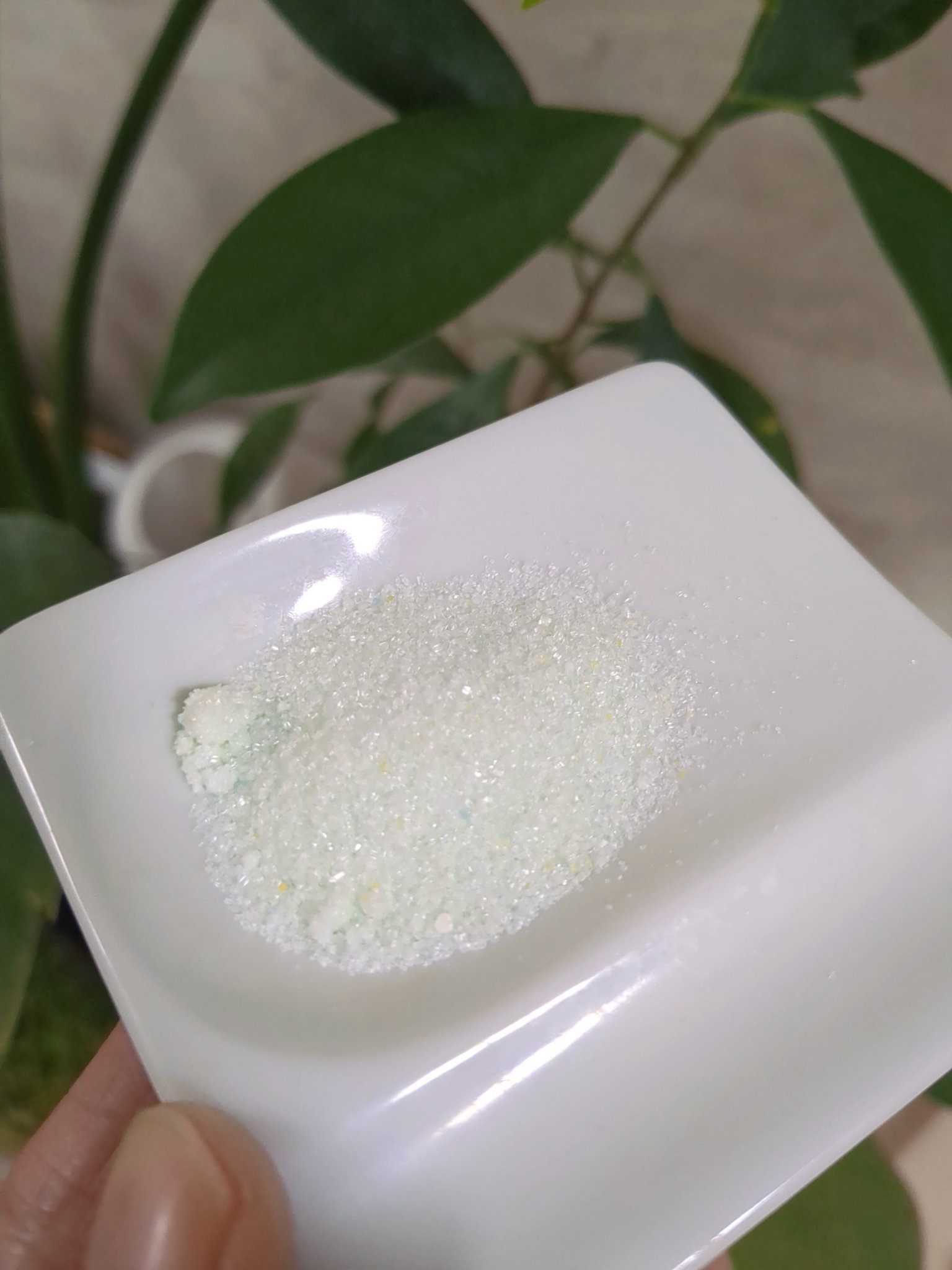 沖縄とろみ美容 パウダーウォッシュ シークヮーサーティー/FSGB/洗顔パウダーを使ったクチコミ（2枚目）