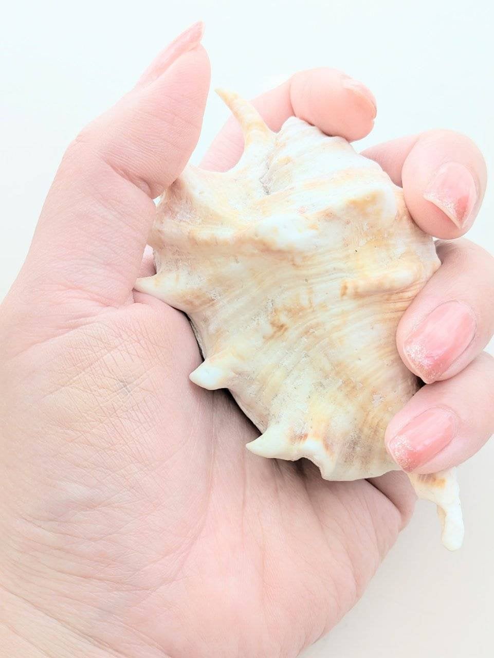 カバーパーフェクション チップコンシーラー/the SAEM/リキッドコンシーラーを使ったクチコミ(4枚目)