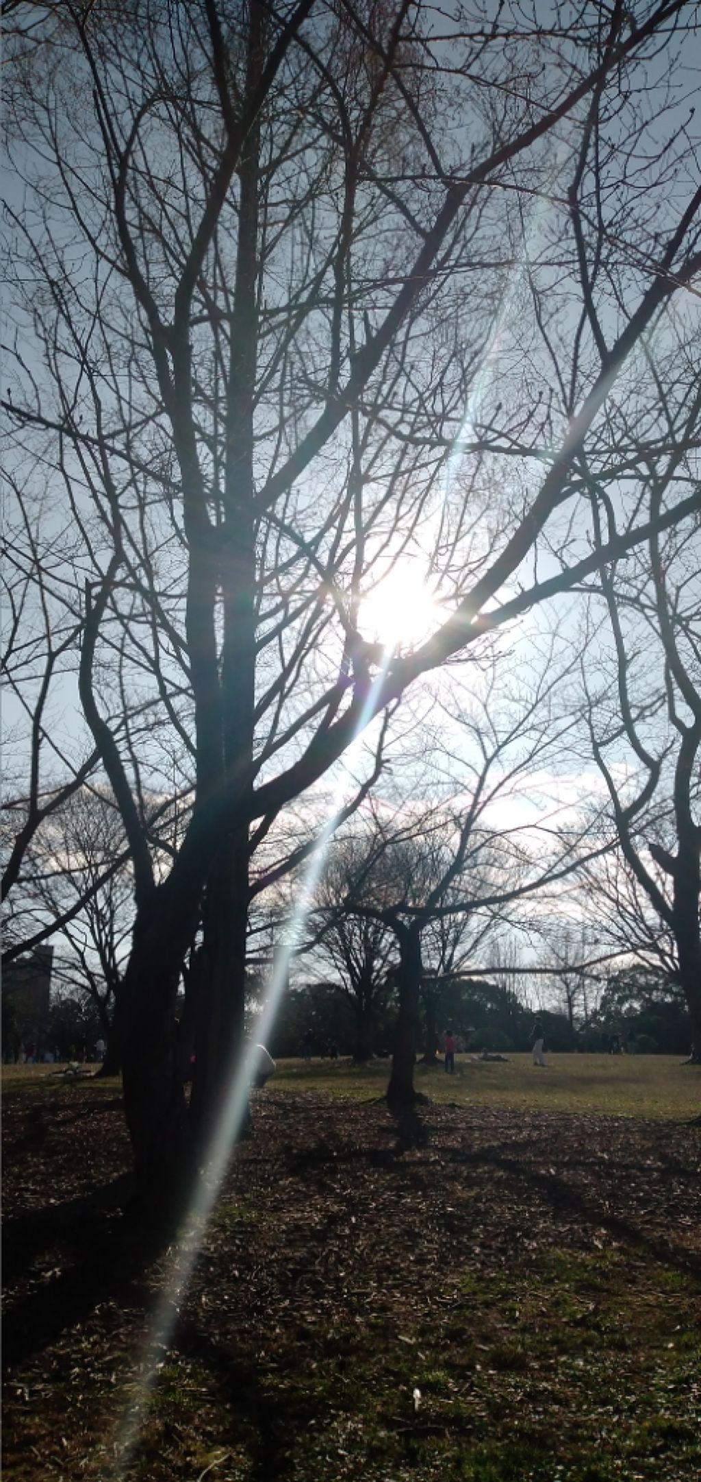 かな on LIPS 「健康で元気にいる秘訣、、、日光浴!太陽に当たると体内でセロトニ..」(1枚目)