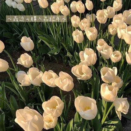 ウォータリーティントリップ/CEZANNE/リップティントを使ったクチコミ(1枚目)