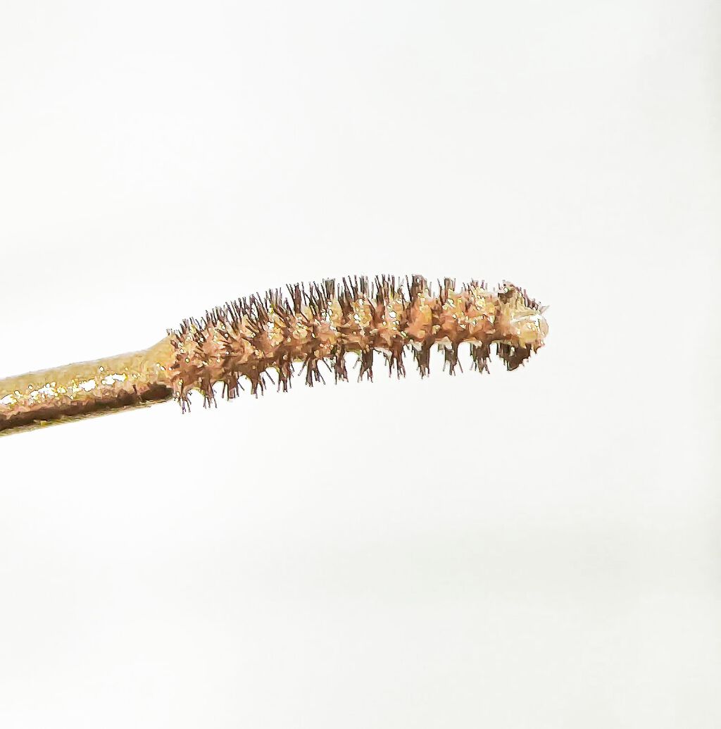 ラブ・ライナー オールラッシュマスク ホリデーコレクション<マスカラ>/ラブ・ライナー/マスカラを使ったクチコミ(3枚目)