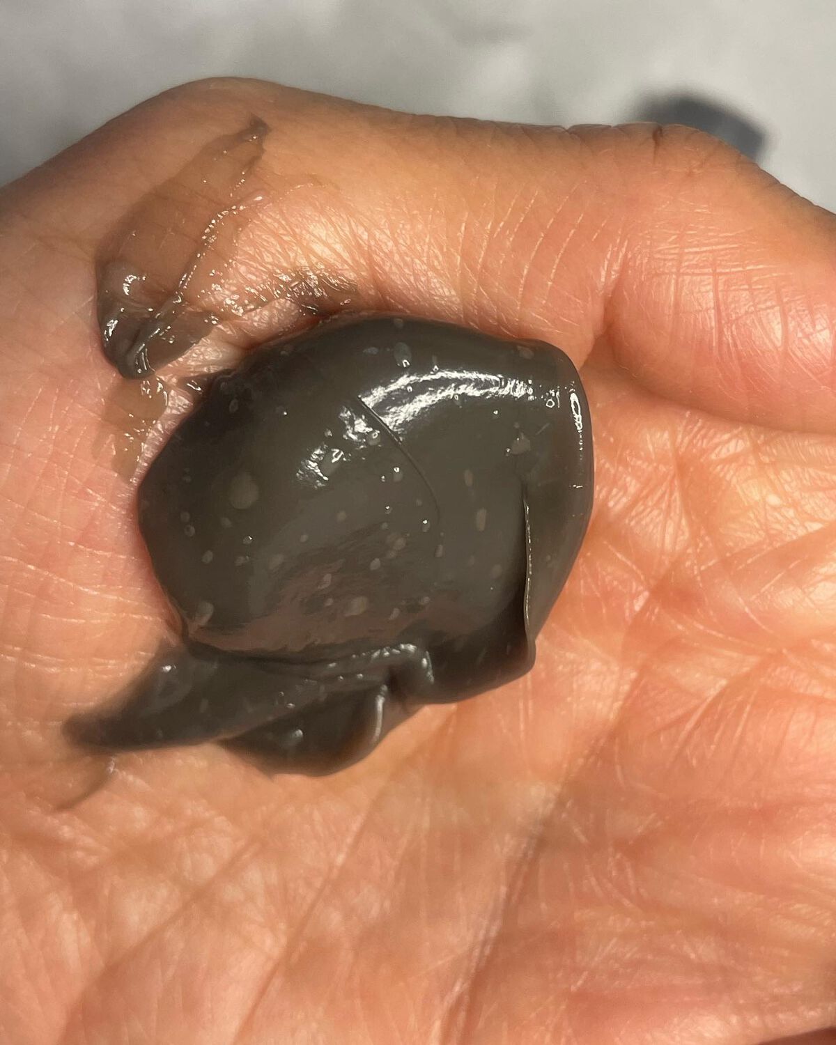 tottimo!ディップカラー/アイケイ/ヘアカラーを使ったクチコミ(3枚目)