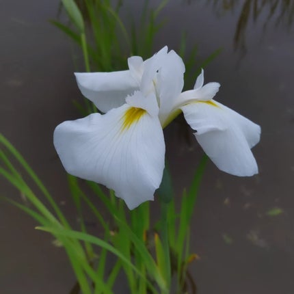 ひろちゃん on LIPS 「菖蒲6月1日☀今月もよろしくお願い🙏いたします🙇菖蒲が綺麗だか..」(6枚目)