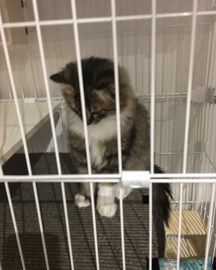 【旧品】マシュマロフィニッシュパウダー/キャンメイク/プレストパウダーを使ったクチコミ(1枚目)