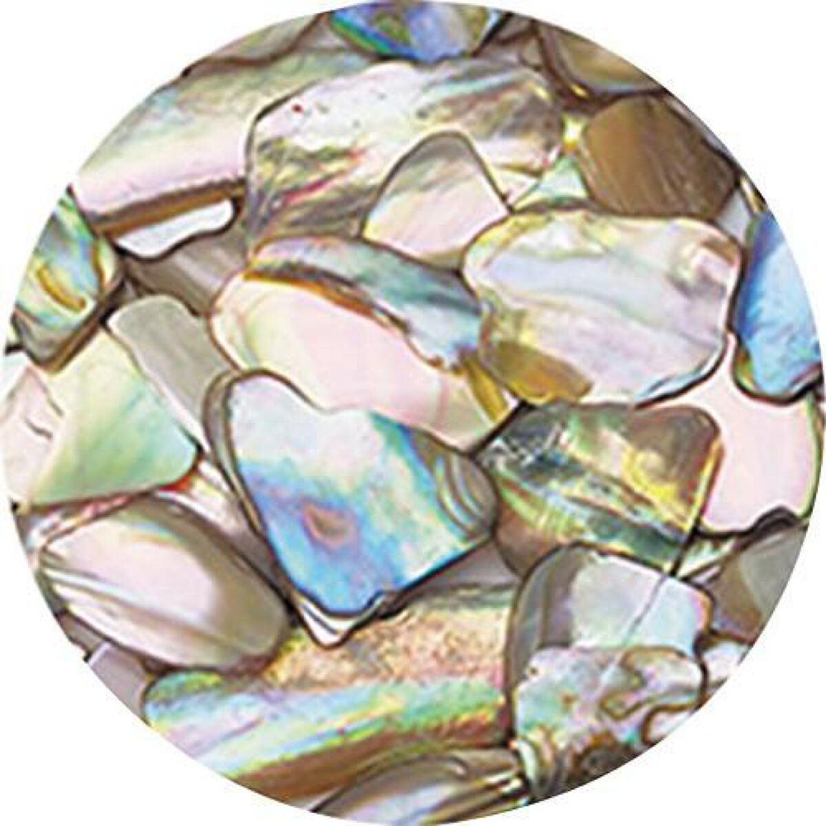 シェルジュエル ヌード