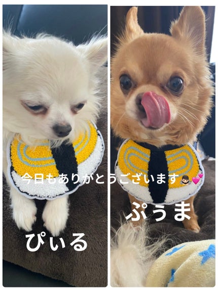 インクフィッティングシャドー/PERIPERA/ジェル・クリームアイシャドウを使ったクチコミ(10枚目)