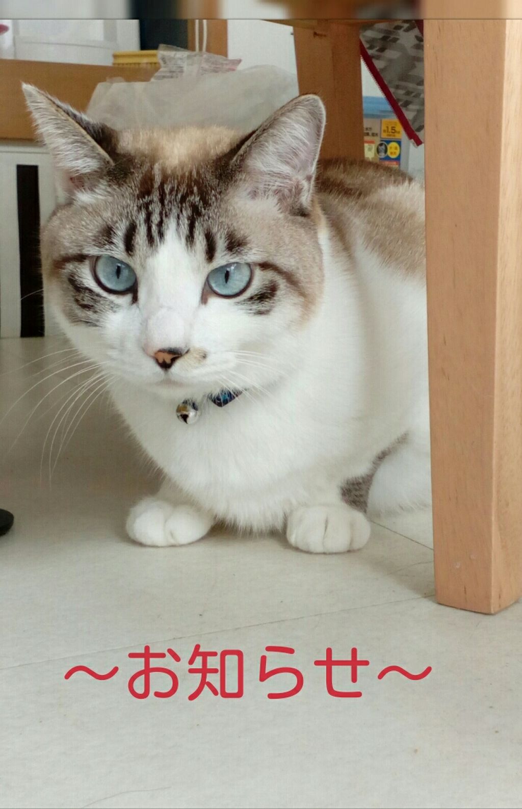 ニャンコ on LIPS 「※コスメレビュー以外の投稿失礼致します。 主にフォロワー様に向..」(1枚目)