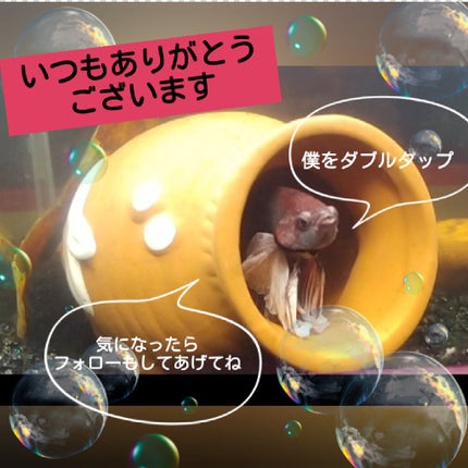 フェースアップパウダー 2022/ミラノコレクション/プレストパウダーを使ったクチコミ(2枚目)