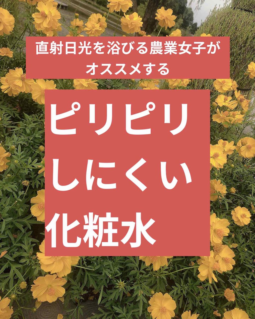 バランスケア ローション W II/d プログラム/化粧水を使ったクチコミ（1枚目）