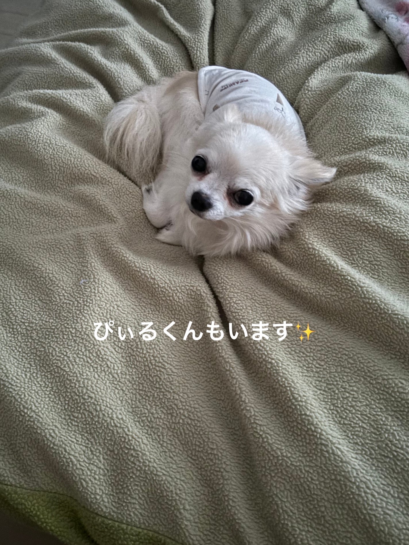 ぷぅぴぃ《紫コス部💜💗》 on LIPS 「またまた#あやかちゃん買い🩷マウントレーニア🗻カフェラッテ⛰サ..」(5枚目)