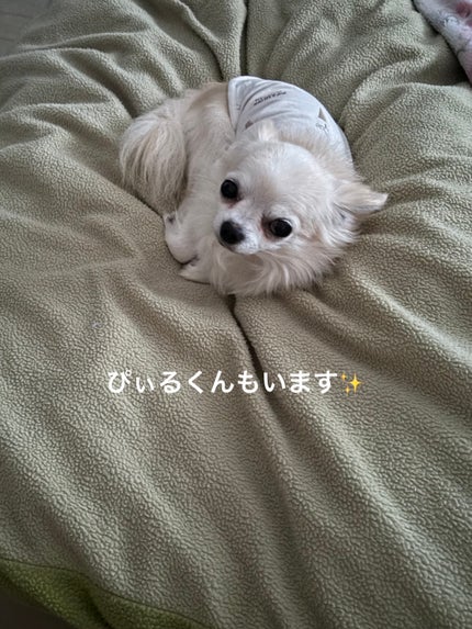 ぷぅぴぃ《紫コス部💜💗》 on LIPS 「またまた#あやかちゃん買い🩷マウントレーニア🗻カフェラッテ⛰サ..」(5枚目)