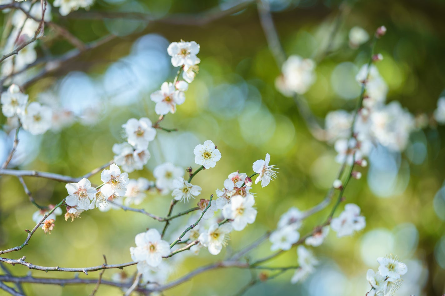 【豪華プレゼントGET】2024年「初買いコスメ」をレビューして豪華景品を狙おう!の画像