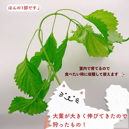 ã䜿ã£ãã¯ãã³ãïŒ2æç®ïŒ