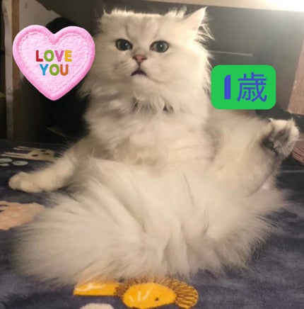 666Anonymous666 on LIPS 「#成長アルバム#段々威圧感が…#ペルシャ #シルバーこの子は悪..」(4枚目)