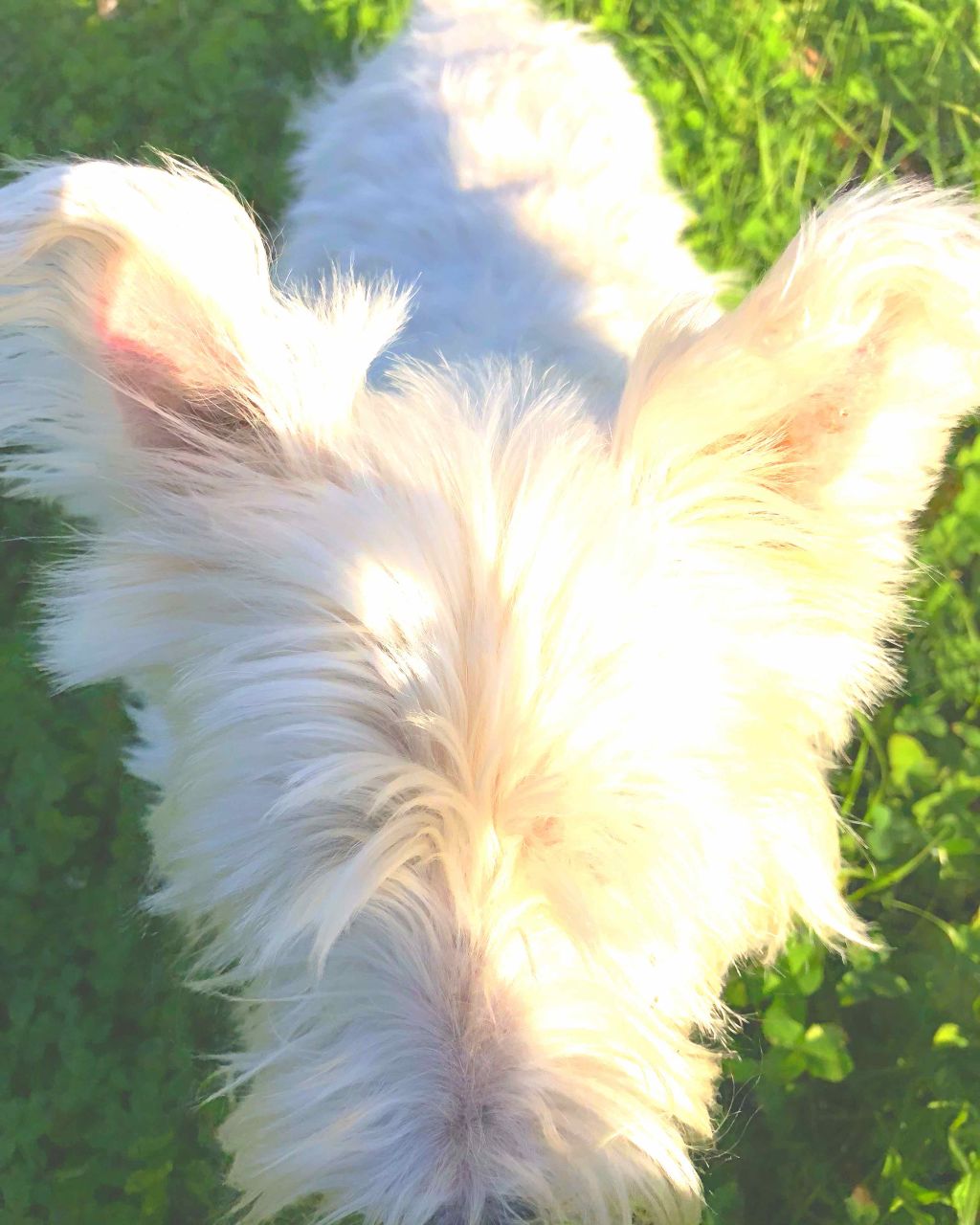 メンソレータム薬用モイスチャーリップＪC/メンソレータム/リップケアを使ったクチコミ（2枚目）