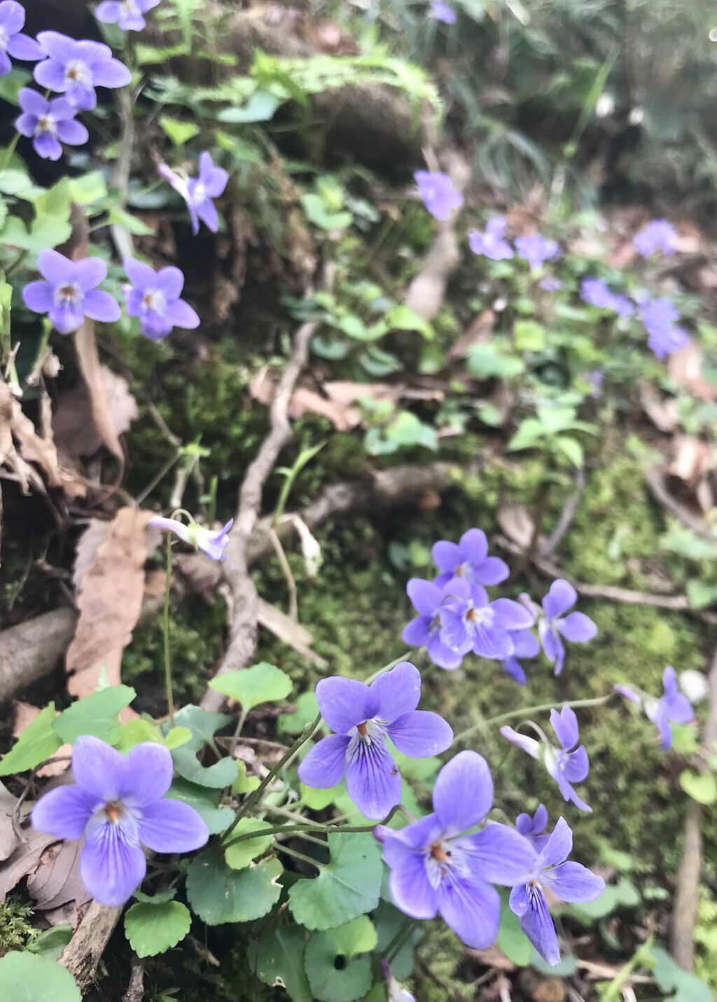 LA10+HAフェイスセラム/The Ordinary/ピーリングを使ったクチコミ（3枚目）