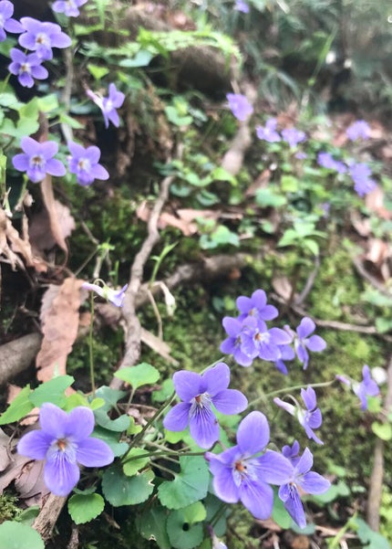 LA10+HAフェイスセラム/The Ordinary/ピーリングを使ったクチコミ(3枚目)