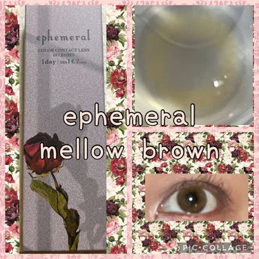 エフェメラル ワンデー mellow brown/ephemeral/ワンデー（１DAY）カラコンを使ったクチコミ（1枚目）