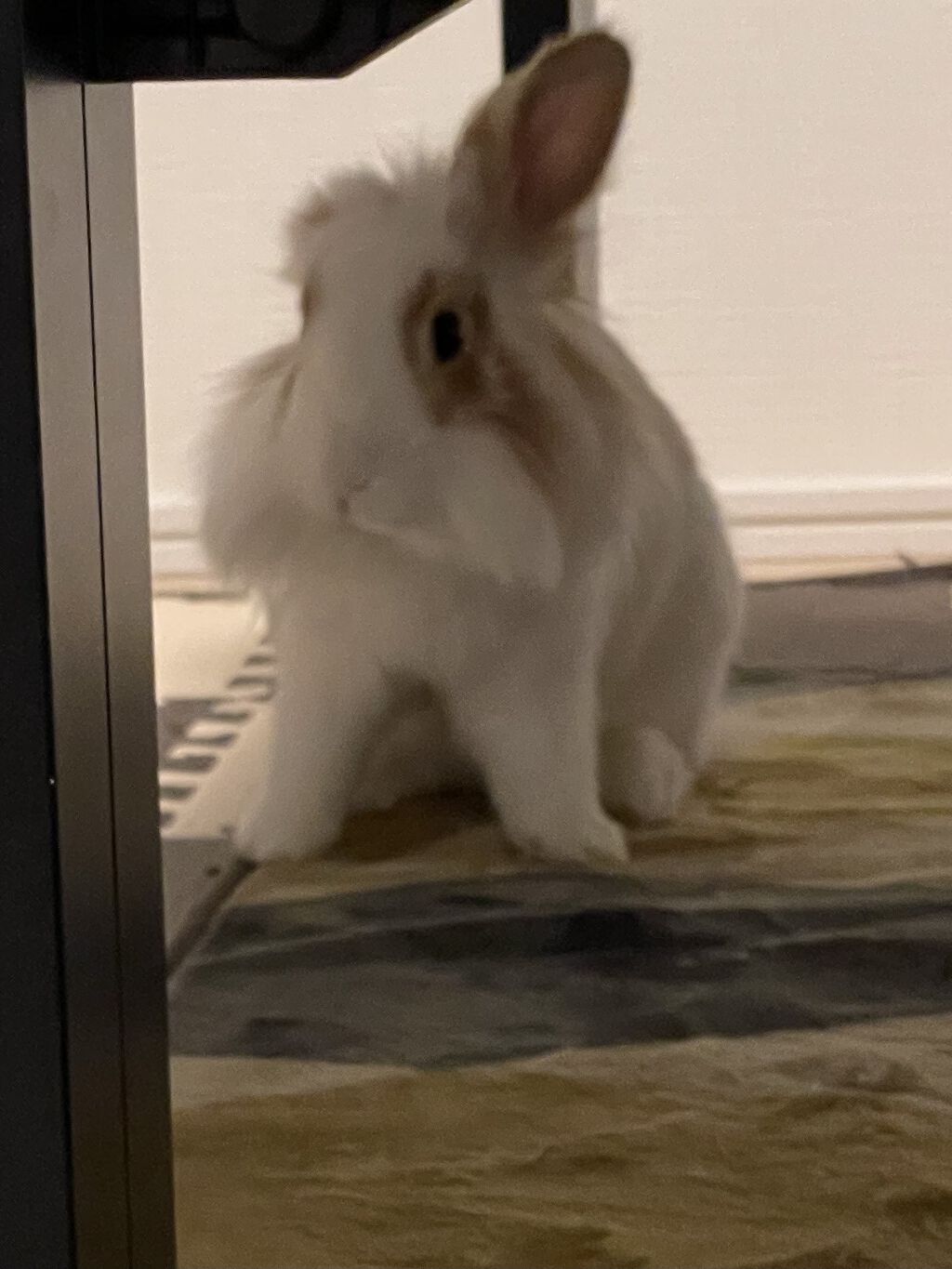 美酢 （希釈タイプ） みかん/美酢(ミチョ)/その他飲むお酢を使ったクチコミ（3枚目）