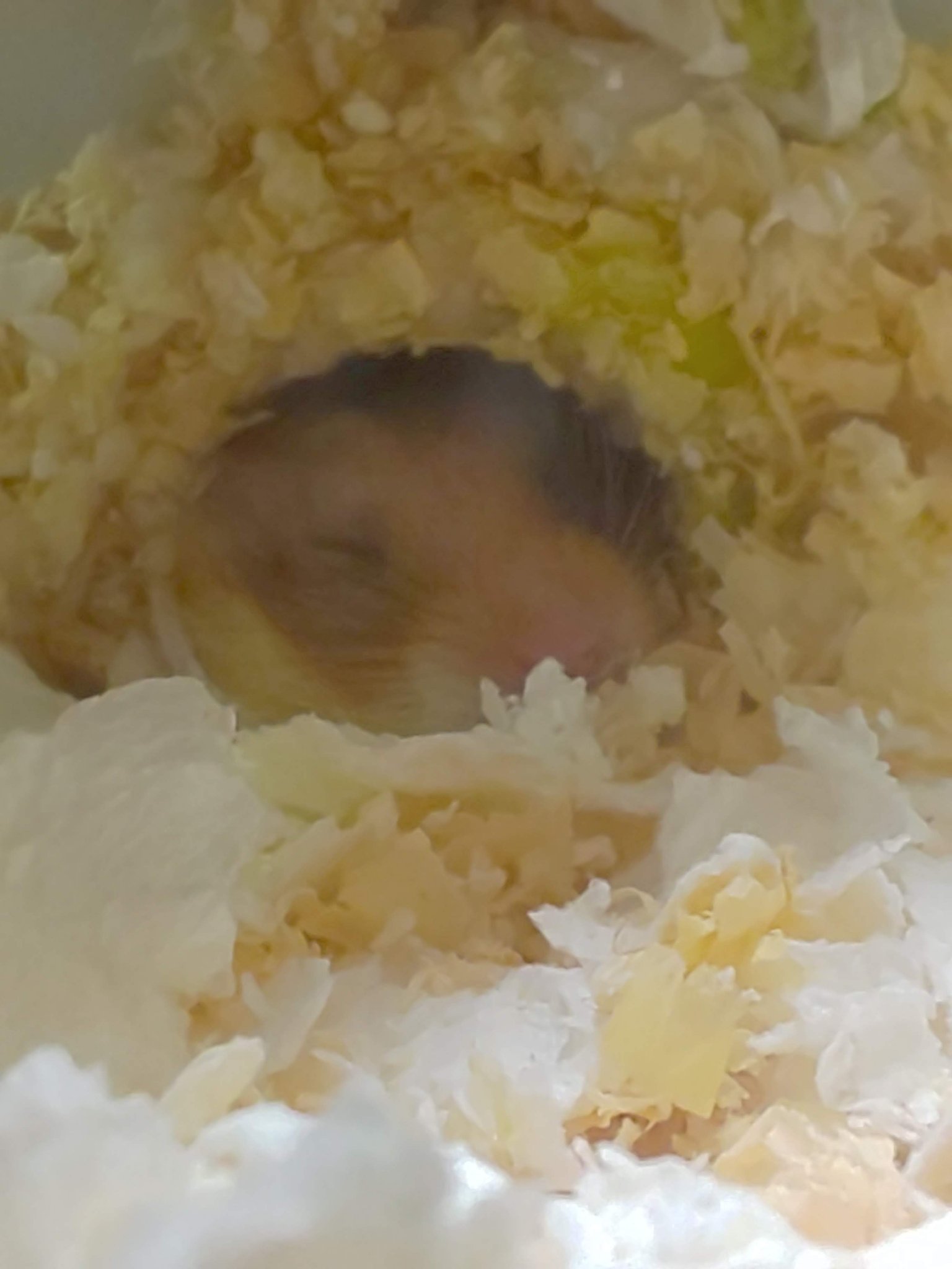 エティア ルフレワンデー/Etia./ワンデー（１DAY）カラコンを使ったクチコミ（1枚目）