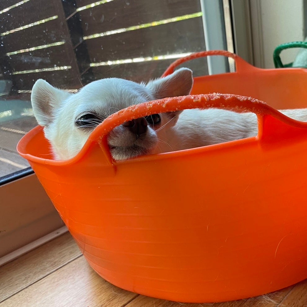 しに子ちゃん on LIPS 「チュイッターくんが瀕死なので、移行先を探しているがシンプルにツ..」(9枚目)