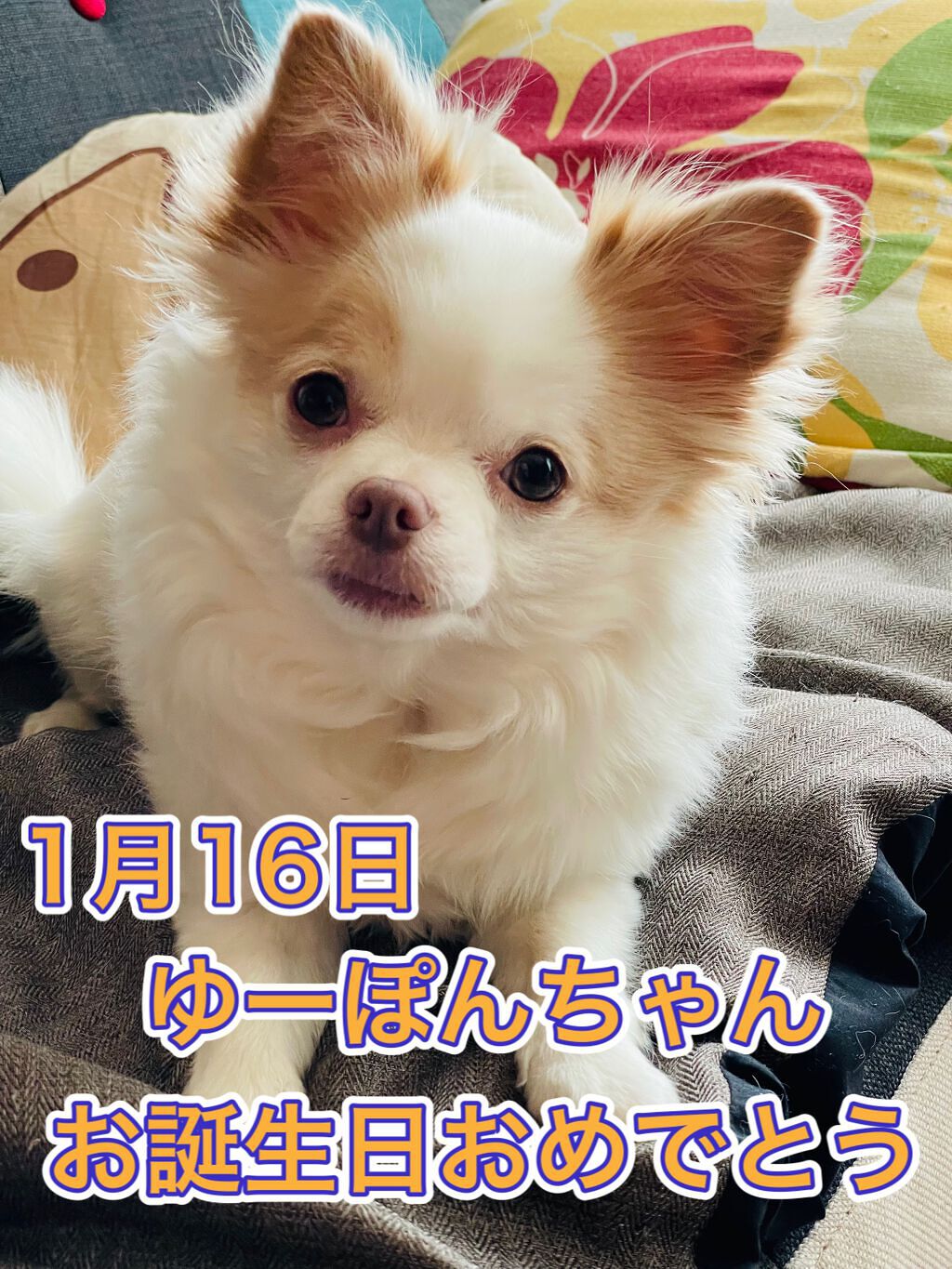 ひろろん on LIPS 「♡happybirthday♡本日1月16日は、ゆーぽんちゃん..」(1枚目)