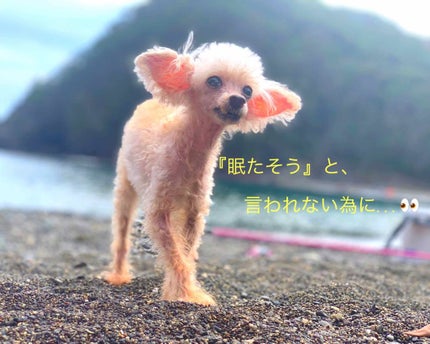 ãã³ã°ïŒã«ãŒã«ãã¹ã«ã© ã¢ããã³ã¹ããã£ã«ã /ããã€ã³ã¡ã€ã¯/ãã¹ã«ã©ã䜿ã£ãã¯ãã³ãïŒ1æç®ïŒ