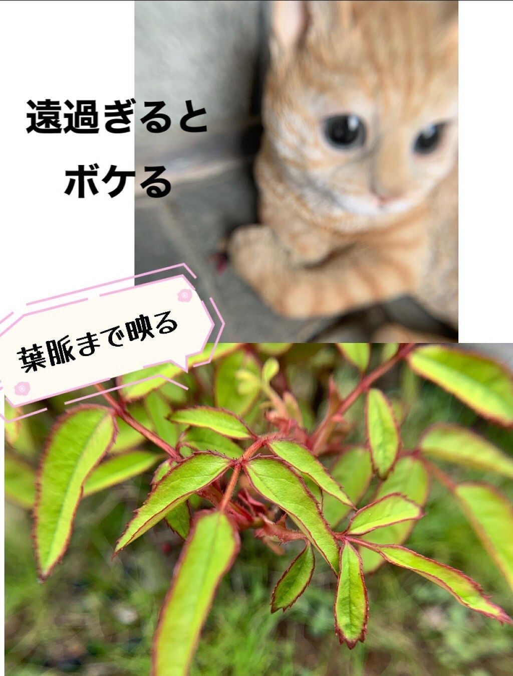 口紅(詰替用)/ちふれ/口紅を使ったクチコミ(7枚目)