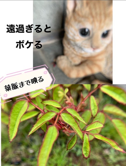 口紅(詰替用)/ちふれ/口紅を使ったクチコミ(7枚目)