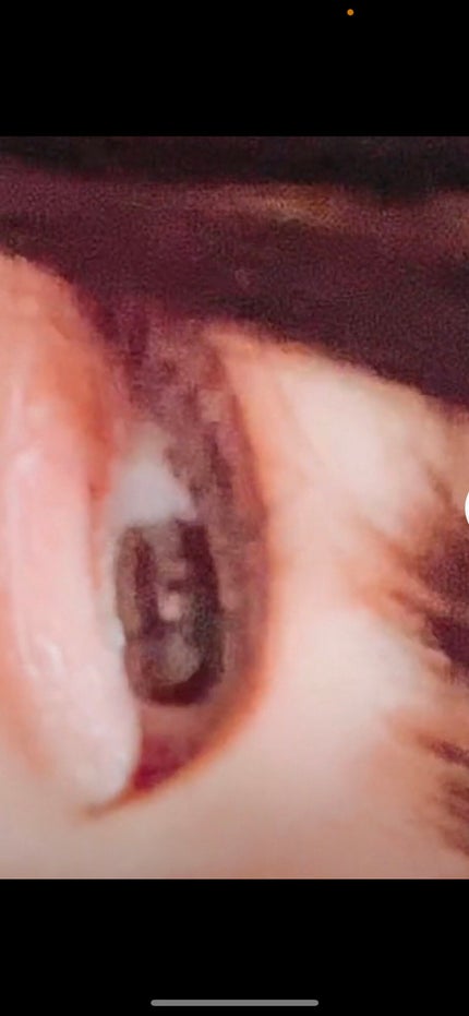 パーフェクトマルチアイズ/キャンメイク/アイシャドウパレットを使ったクチコミ(5枚目)