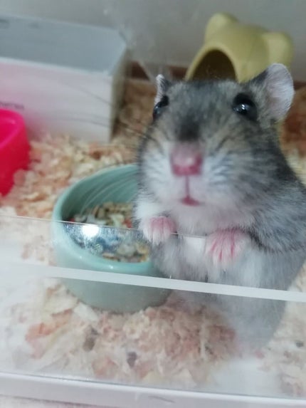 カラフルネイルズ/キャンメイク/マニキュアを使ったクチコミ(1枚目)