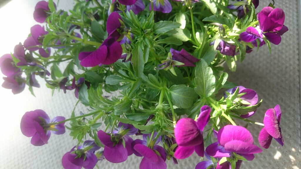 出久 on LIPS 「初投稿です!!暖かい目で見てくださったら嬉しいです!今回はダイ..」(1枚目)