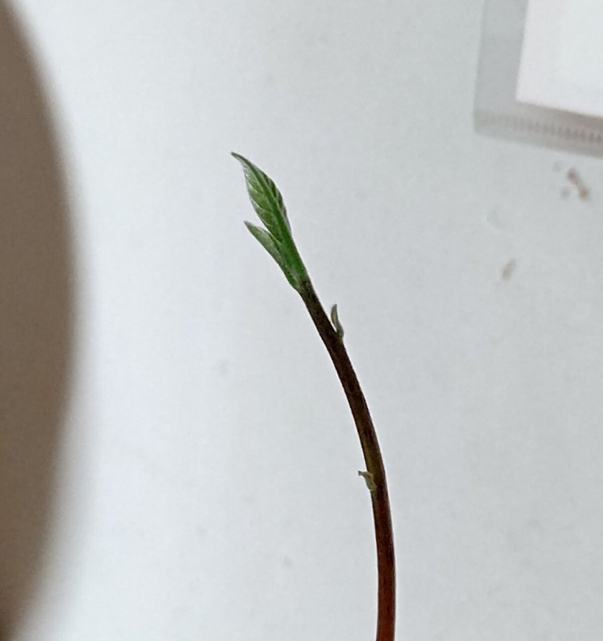 ガラス花瓶/DAISO/その他を使ったクチコミ（3枚目）