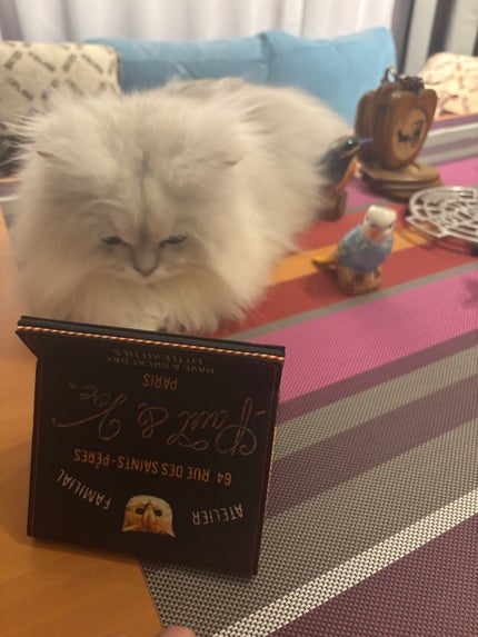 666Anonymous666 on LIPS 「#見とれる俺達#同じ猫達#嫉妬で噛むポール牧じゃなくて(古いに..」(6枚目)