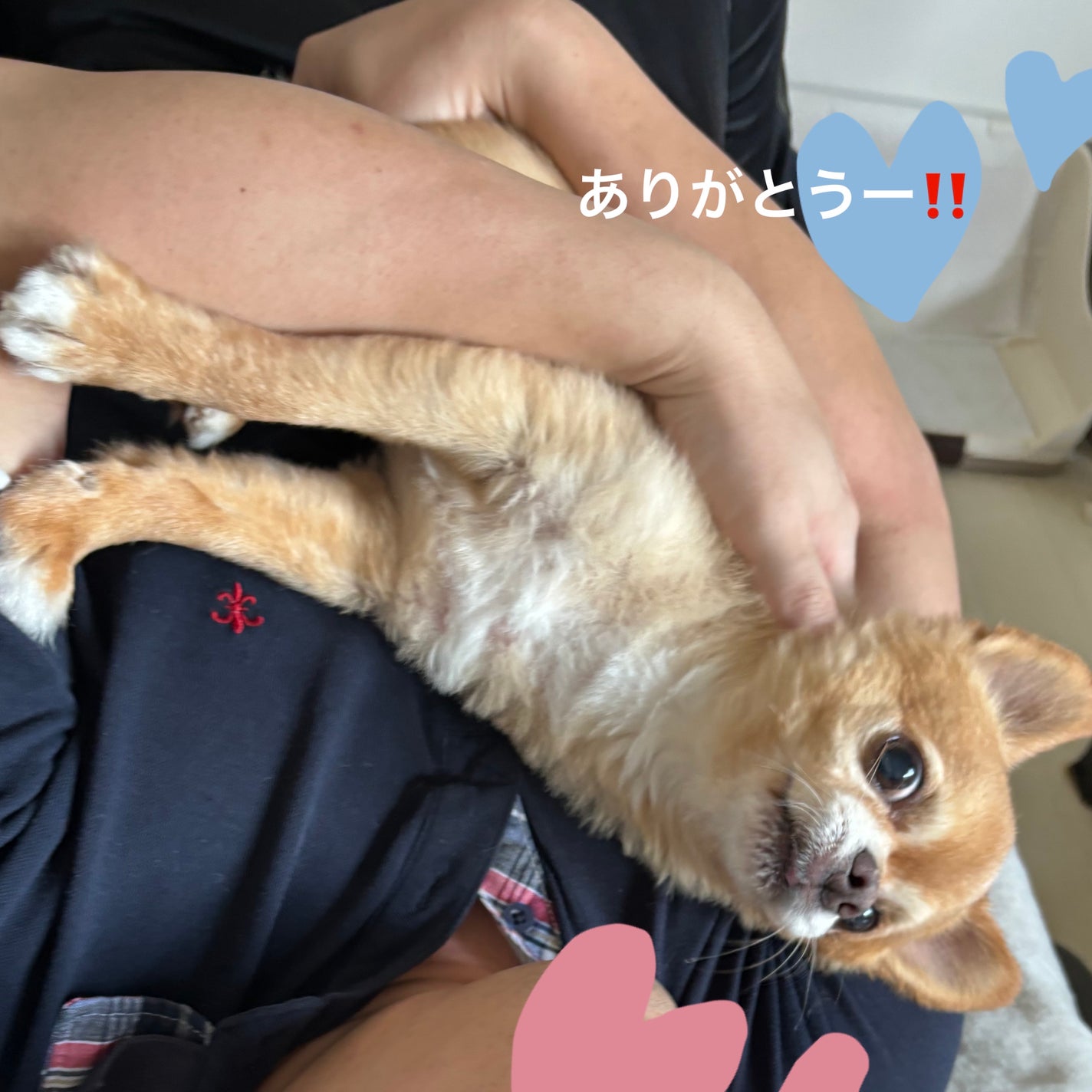 ルミナス シルク グロー ブラッシュ/ジョルジオ アルマーニ ビューティ/パウダーチークを使ったクチコミ(5枚目)