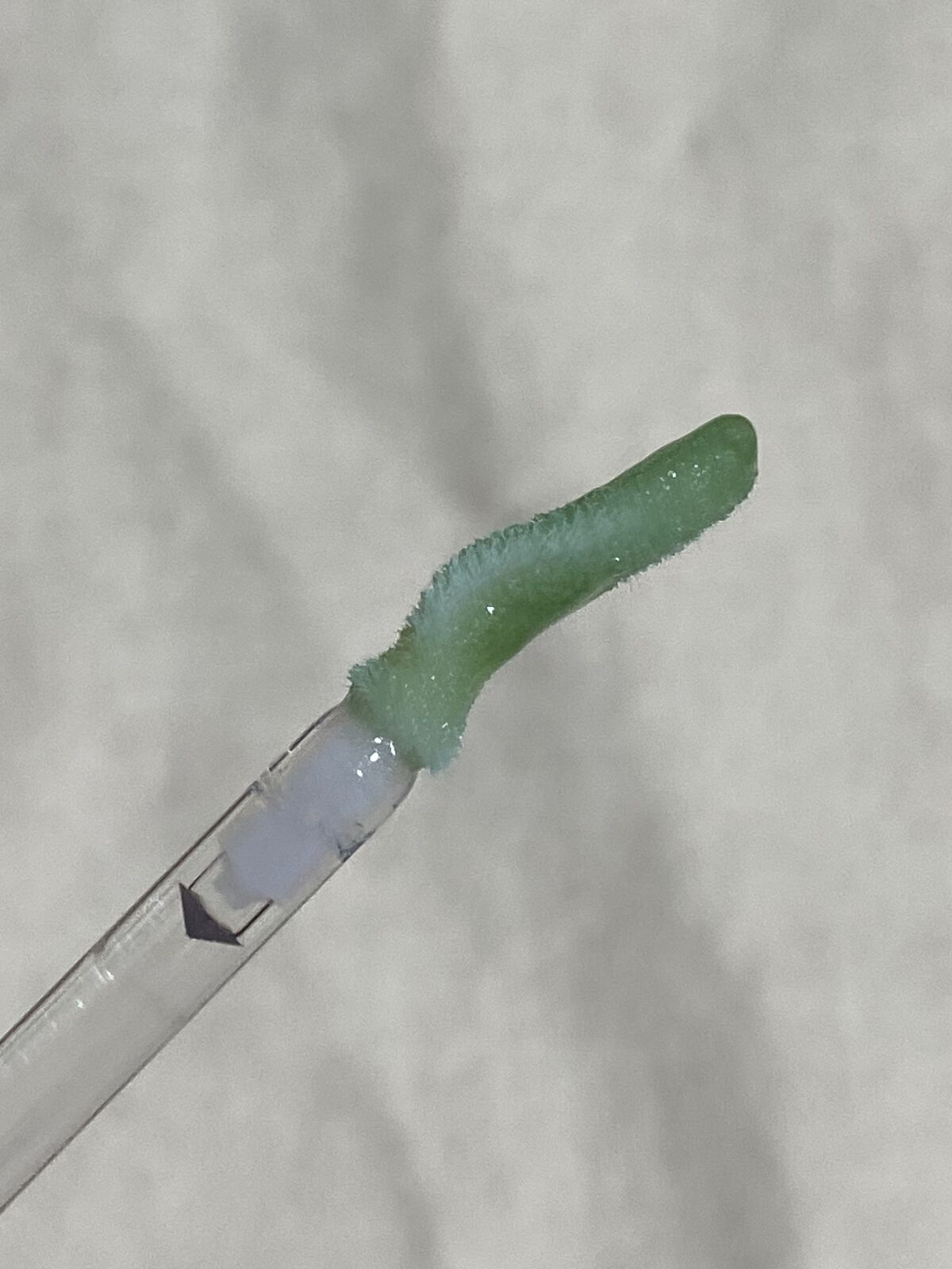 38°C / 99°F リップトリートメント (リップ美容液)/UZU BY FLOWFUSHI/リップケアを使ったクチコミ（3枚目）