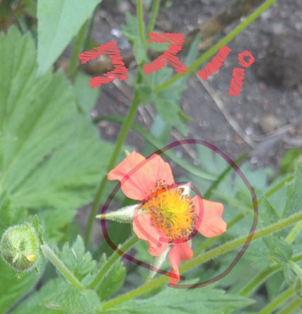 ハトムギ化粧水(ナチュリエ スキンコンディショナー R )/ナチュリエ/化粧水を使ったクチコミ(1枚目)