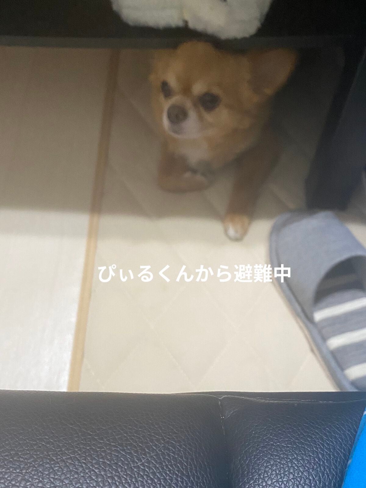 コンフォート デイミスト セット&プロテクト/DECORTÉ/ミスト状化粧水を使ったクチコミ(8枚目)