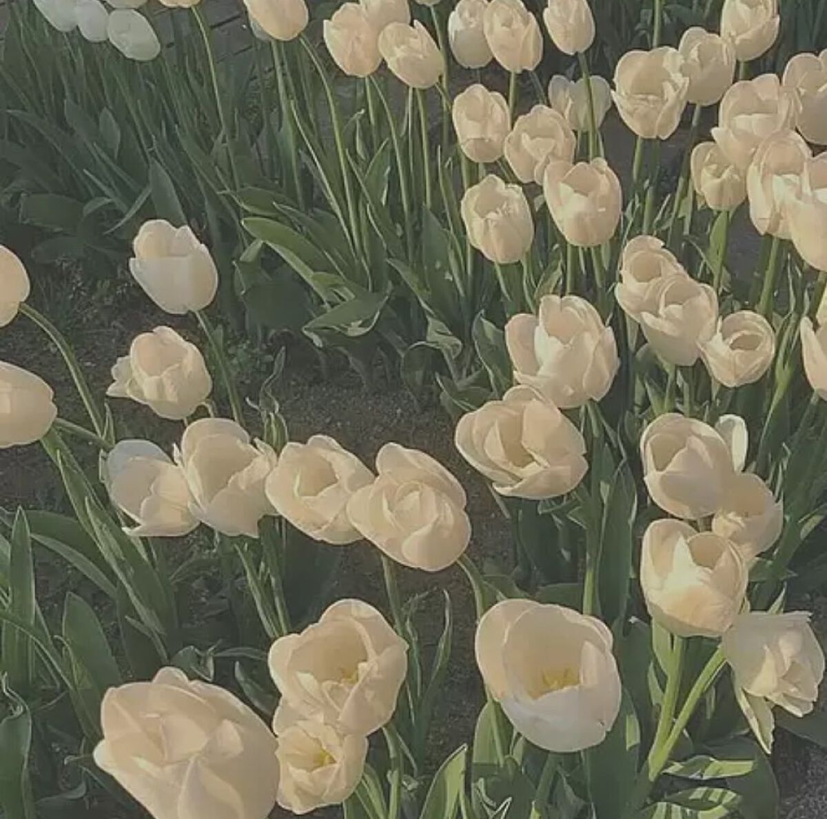 UR GLAM BLOOMING EYE COLOR PALETTE/U R GLAM/アイシャドウパレットを使ったクチコミ(1枚目)