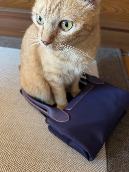 全身すっきりシート/ビオレu/ボディシートを使ったクチコミ(5枚目)