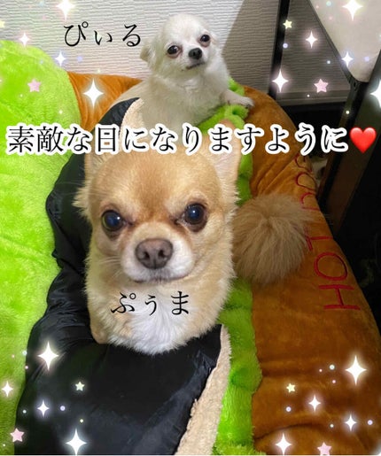 フェミニンウォッシュ シャワースプラッシュ/PH JAPAN(ピイ・エイチ・ジャパン) /デリケートゾーンケアを使ったクチコミ(2枚目)