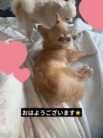 いくらアイマスク/フォーカート/ホットアイマスクを使ったクチコミ(7枚目)