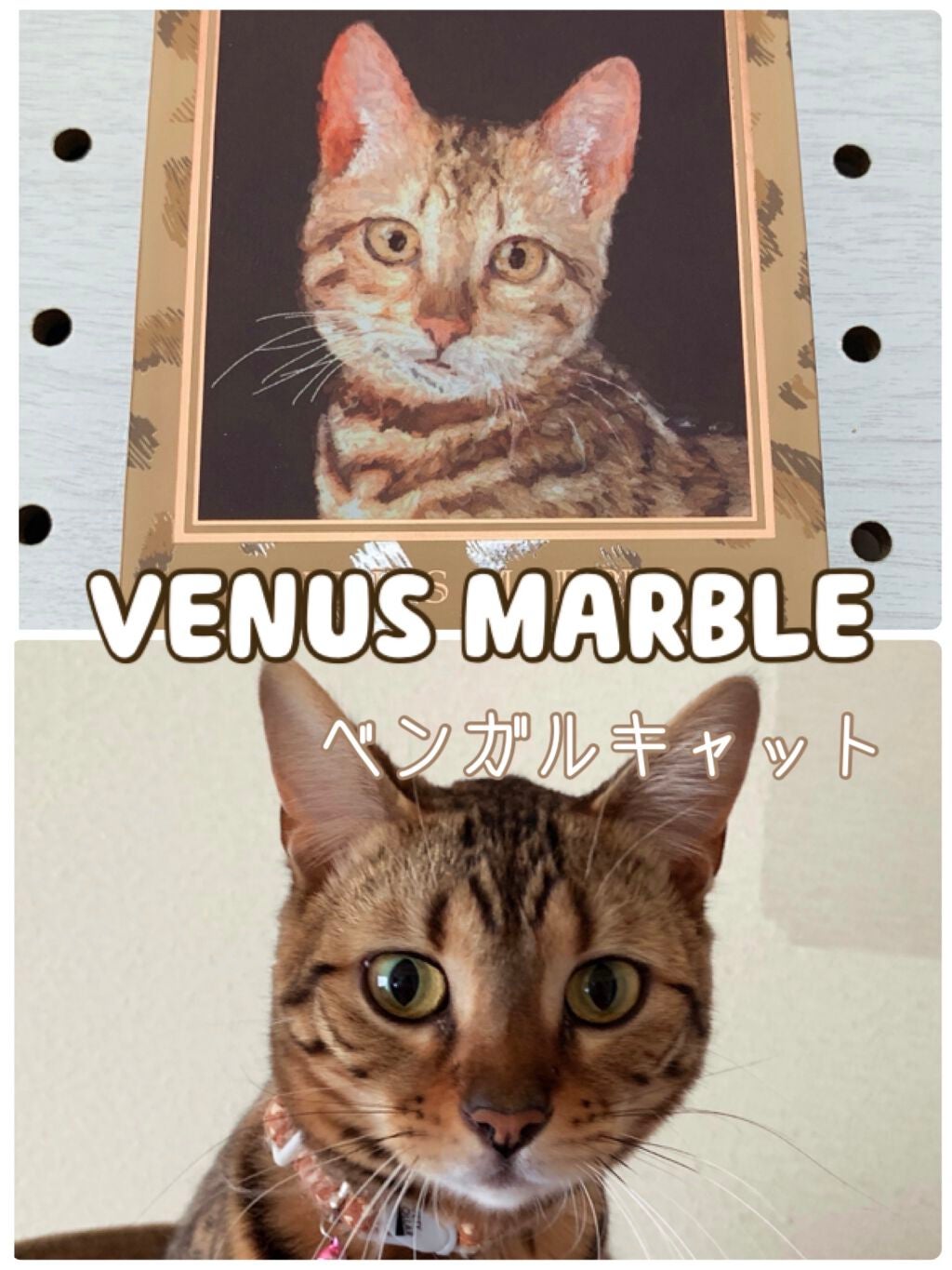 Venus Marble アイシャドウキャットシリーズ/Venus Marble/アイシャドウパレットを使ったクチコミ(1枚目)