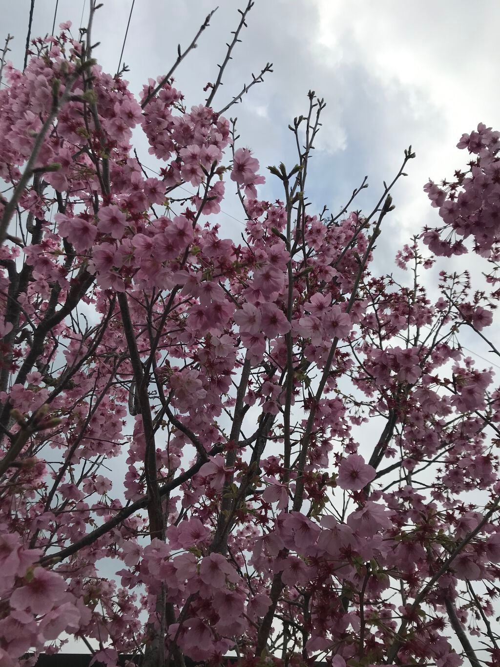 わたぽん on LIPS 「わたぽんです!💄商品レビュー【使った商品】MORIYAMAバタ..」(2枚目)