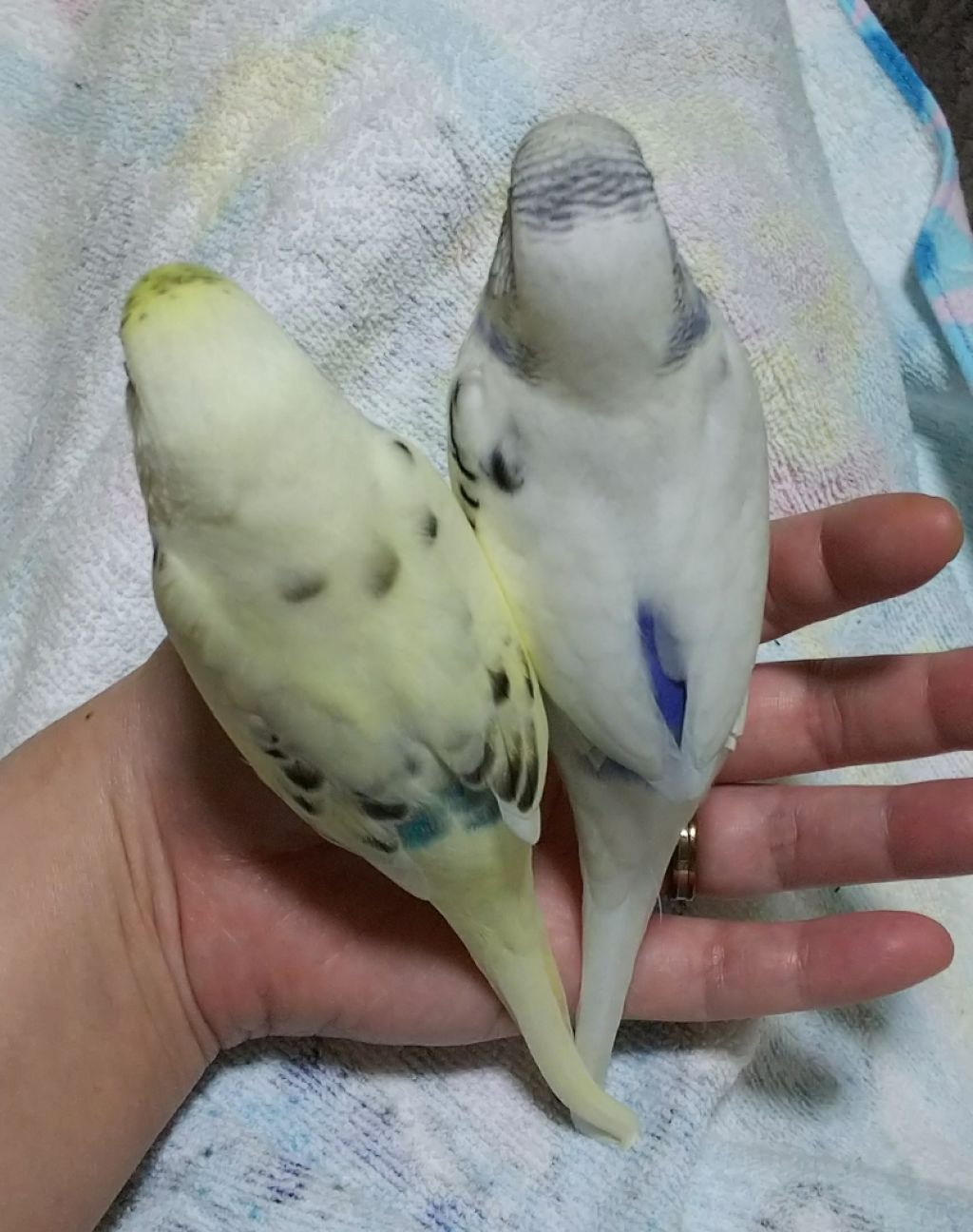 つやの玉(洗顔用スポンジ)/よーじや/その他スキンケアグッズを使ったクチコミ(1枚目)