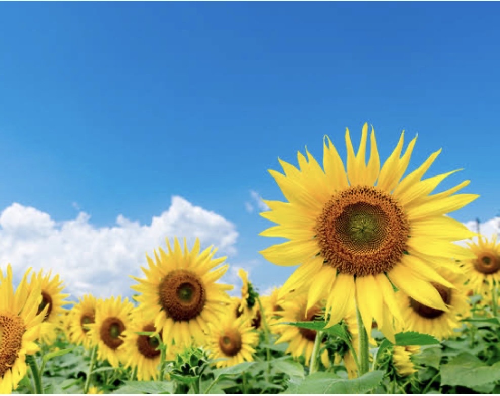 サンカットR パーフェクトUV スプレー 90g【旧】/サンカット®/日焼け止めミスト・スプレーを使ったクチコミ（1枚目）