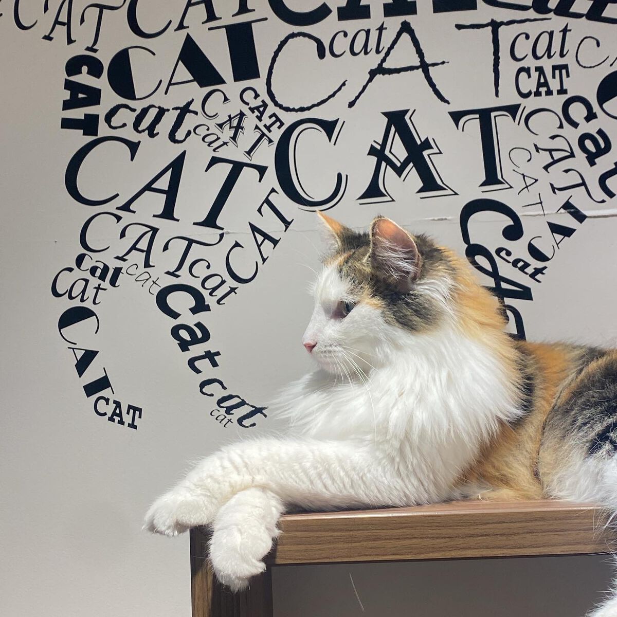 ふうせん @フォロバ100% on LIPS 「幼なじみと猫カフェ行ってきた♡♡今回は、猫喫茶空陸家新宿東口店..」(2枚目)